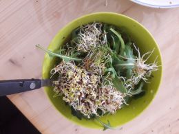 Selbstgezogene Sprossen im Salat