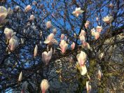Fruehlingsimpressionen 3 Magnolia